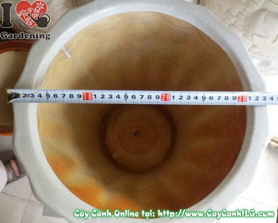 Chậu khế men trắng tròn – nhìn từ trên xuống và toàn cảnh