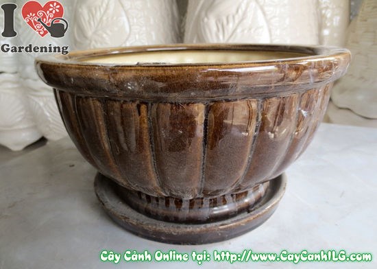 Chậu Men Nâu Đen ứng dụng trong trang trí không gian sống