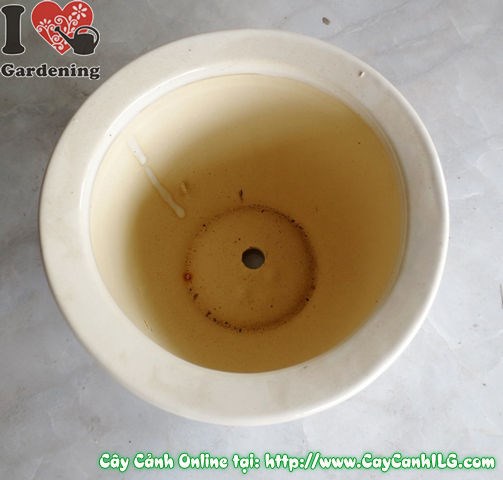 Chậu men trắng tròn thấp mẫu 3 cao 12cm - hình ảnh thực tế góc chụp 2