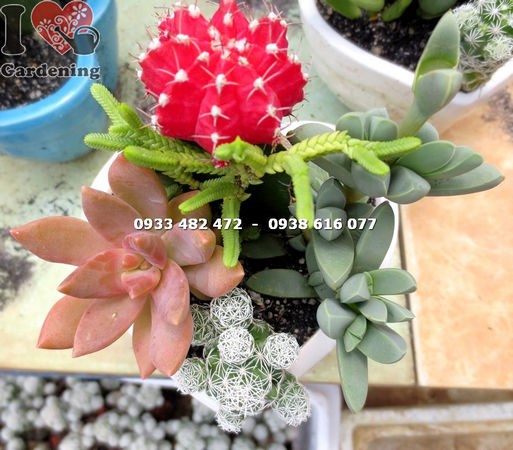 Chậu xương rồng trái tim - xương rồng và sen đá kết hợp