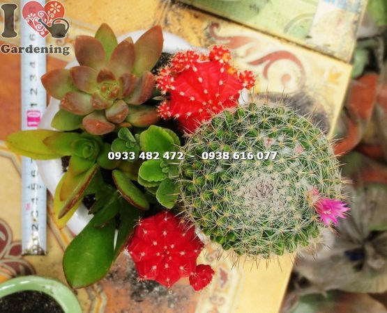 Chi tiết gai và thân chậu xương rồng tròn tại ILG