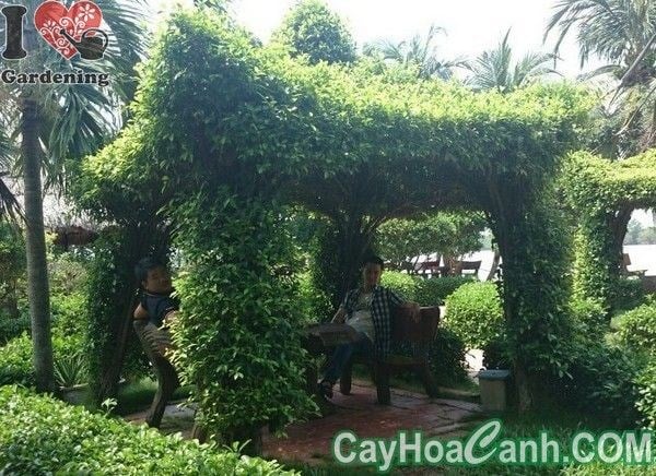 chòi cây sanh mẫu tứ giác thiết kế đẹp
