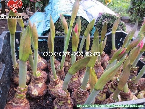 Củ huệ tây nhỏ được chuẩn bị trồng vào chậu