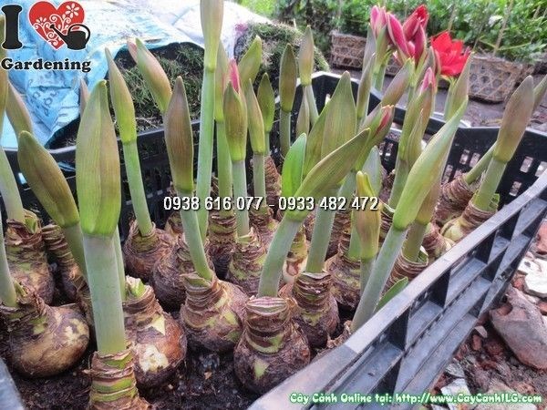 Ứng dụng củ hoa huệ tây trong cảnh quan quy mô lớn