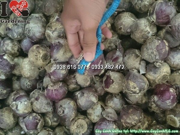 củ hoa tiên ông chưa nảy mầm hình ảnh thực tế
