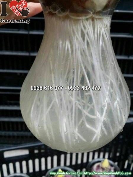 củ hoa tiên ông bộ rễ trắng đẹp trồng bình thủy tinh