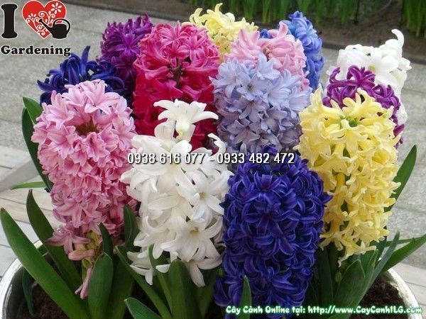 các loại cây hoa cảnh nhỏ nhắn xinh xắn dịp tết