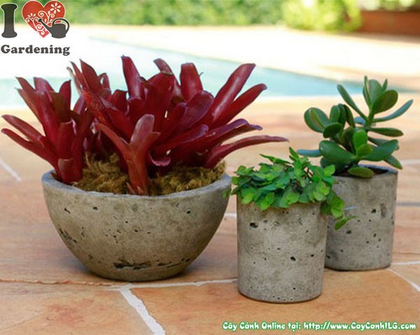 chậu xi măng trồng cây cảnh đẹp sang trọng