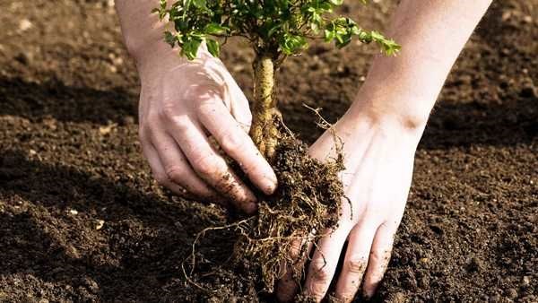 Đất sạch trồng cây ILG – nền tảng cho mọi loại cây xanh