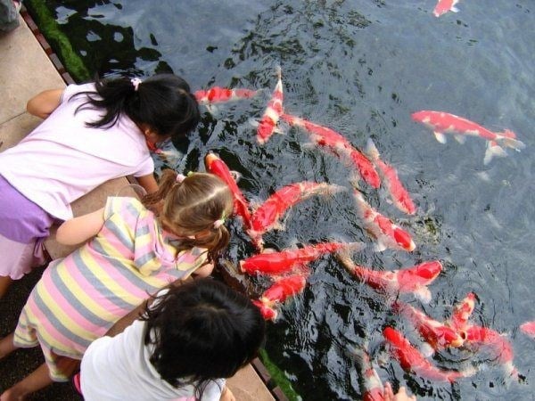 Hồ cá Koi thiết kế chuyên nghiệp phong cách Nhật tại TP.HCM - ILG