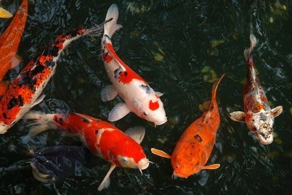 Mẫu hồ cá Koi mini và sân vườn do ILG thi công
