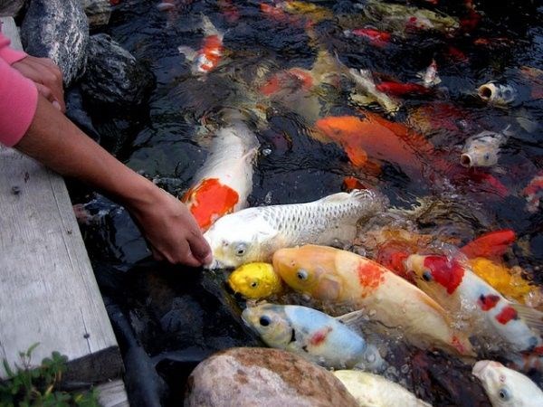 Hồ cá Koi ngoài trời phong cách Nhật Bản - ILG thiết kế thi công