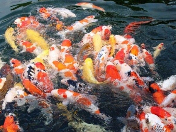 Công trình hồ cá Koi đẹp do ILG thiết kế và thi công tại TP.HCM