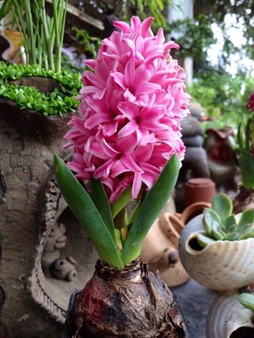 cây hoa tiên ông dạ lan hương tết