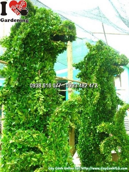 Kiểng tạo hình cây si – cặp sư tử biển sang trọng ILG