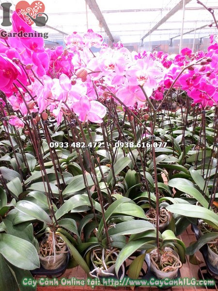 Phong lan hồ điệp hoa màu hồng đột biến - sắc hoa độc đáo MS 15337