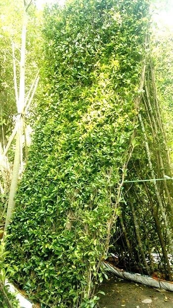 Tường cây si – thiết kế thi công tường xanh cây si đẹp tại TP.HCM
