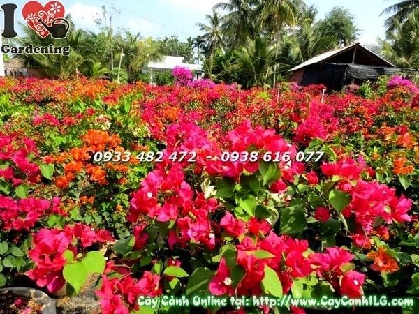 Cây bông giấy nhiều màu – hoa nở rực rỡ tại vườn ILG