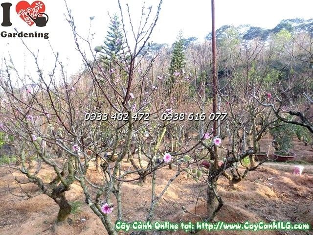 Vườn hoa đào Đà Lạt – cung cấp sỉ lẻ ILG