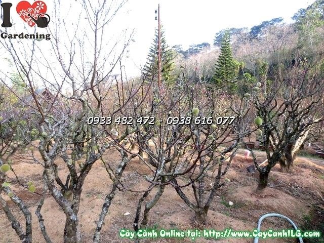 Vườn hoa đào Đà Lạt rực rỡ sắc hồng
