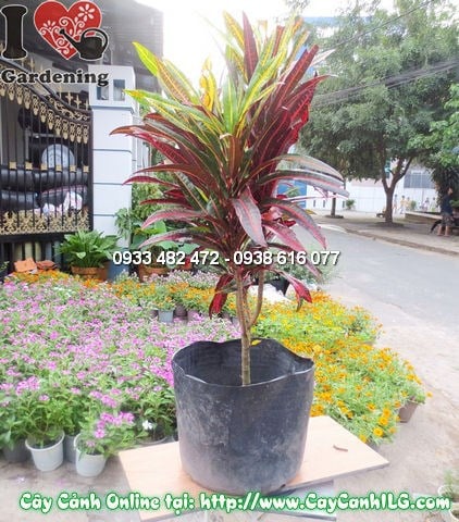 Lá cây Da Huy giữ màu rực rỡ quanh năm