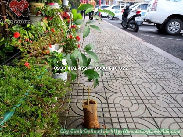 cây lan tỏi giống cao 50cm – dây leo hoa tím đẹp