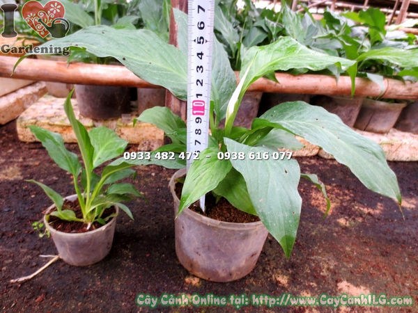 Cây lan ý nhỏ trang trí không gian nội thất đẹp tại ILG