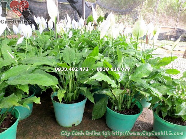 Cây lan ý lớn cao 40cm - trang trí nội thất đẹp