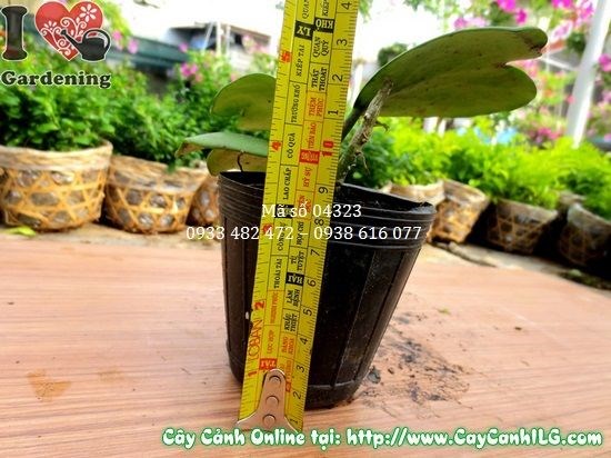 Cây cẩm cù lá tim cao 5cm – cây giống khỏe, lá xanh đậm mọng nước