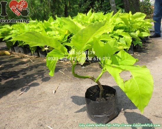 Cây lá trắng 25cm – cây cảnh nội thất đẹp, ý nghĩa phong thủy tốt