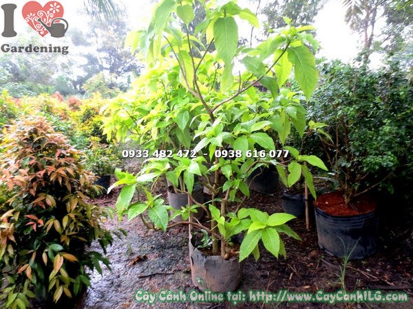 Cây lá trắng lớn cao 1m7 – cây cảnh nội thất đẹp tại vườn ILG