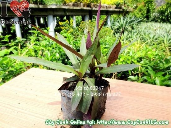 Cây lẻ bạn cao 15cm – phù hợp trồng thảm phủ đất và trang trí tiểu cảnh