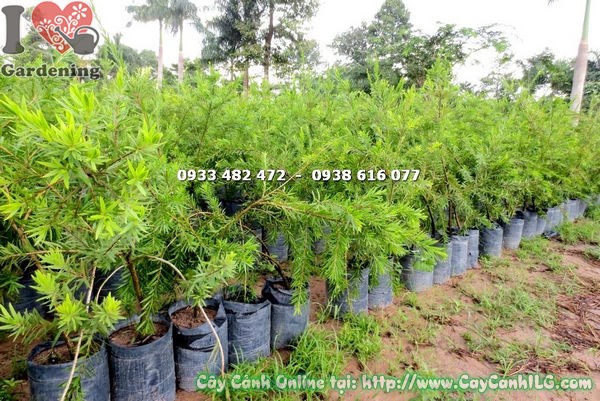 Chi tiết hoa liễu hoa đỏ cao 1,2m - chùm đỏ dạng que cọ đặc trưng