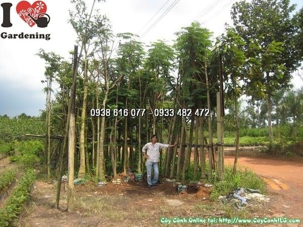 Cây lim xẹt cao 4m đk 10cm – cây công trình tán rợp hoa vàng rực rỡ