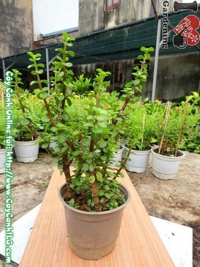 Cây linh sam Đà Lạt 30cm – ý nghĩa phong thủy trường thọ bền bỉ