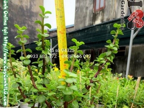 cay linh sam da lat