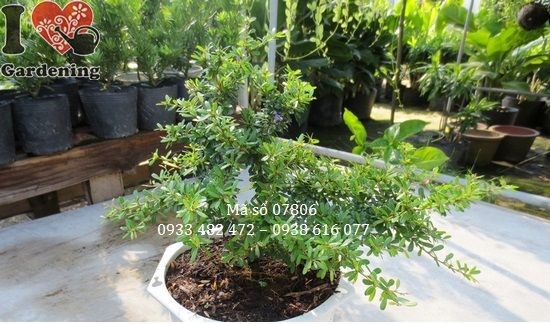 Cây linh sam giống mới 22cm - dáng đẹp thân gai độc đáo