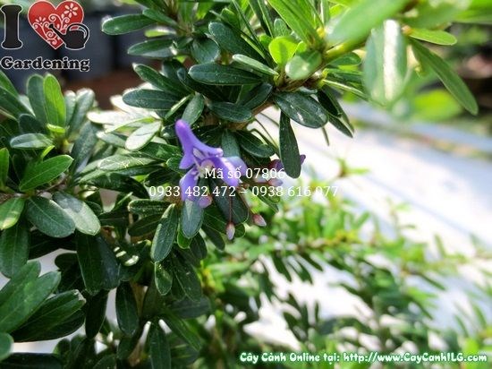 Cây linh sam bonsai trang trí văn phòng quán cà phê