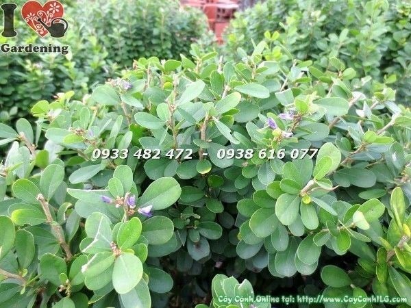 Đặc điểm lá của cây linh sam lá lớn không gai