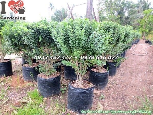 Cắt tỉa tạo dáng cây linh sam lá