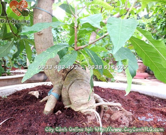 Chi tiết gốc và thân cây lộc vừng bonsai cao 80cm Ms 18381
