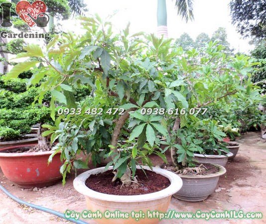 Hoa lộc vừng bonsai đỏ rực buông chùm dài đặc trưng