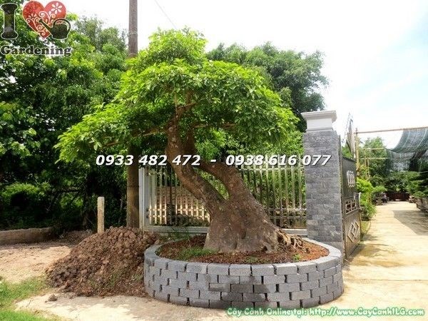 Cây lộc vừng bonsai cổ thụ Ms 22212 - gốc đồ sộ cổ kính tại ILG