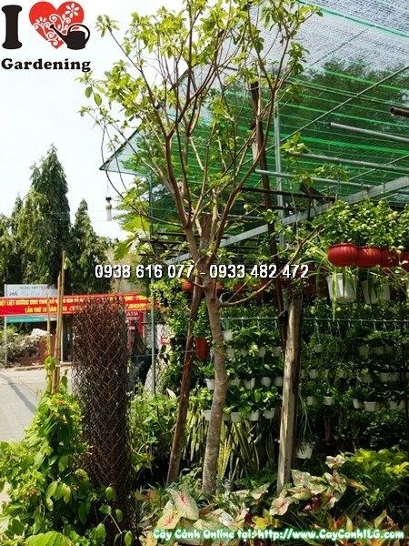 cây lộc vừng 3m5 đường kính 10cm tán rộng tại vườn ILG