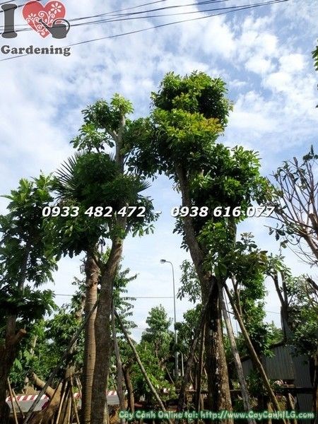 Cây lộc vừng cổ thụ đẹp cao 6m hoành 140cm - chi tiết tán lá và hoa