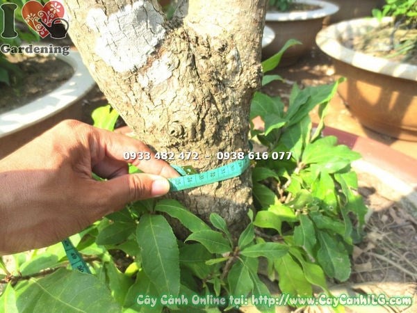 cây lộc vừng cao 2m5 hoa rủ đẹp