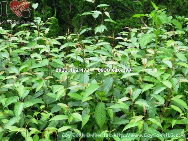 Cây mai anh đào giống cao 60cm tại vườn ILG