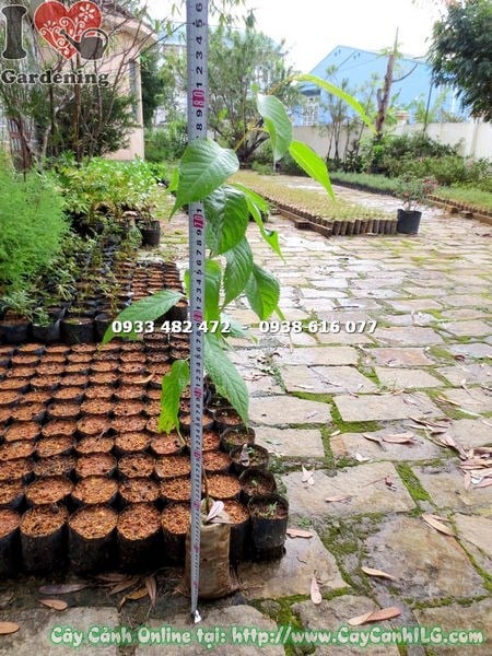 Cây mai anh đào trồng cảnh quan sân vườn