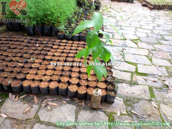 Cây mai anh đào giống tại vườn ươm ILG