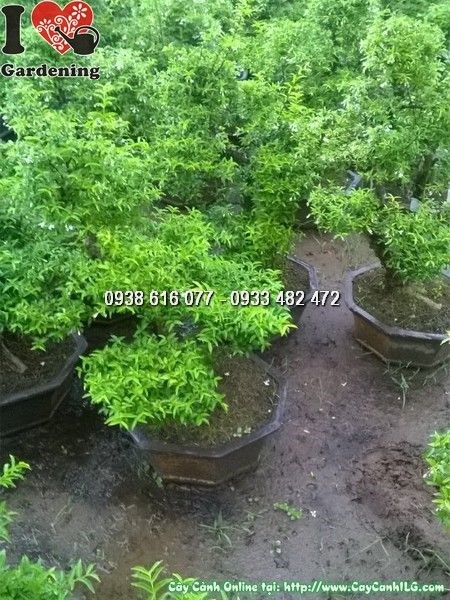 Hoa mai chiếu thủy bonsai trắng tinh – thoang thoảng hương thơm